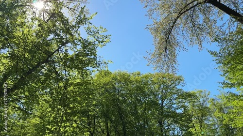 Lush green trees foliage against sky.