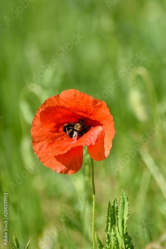 Mohnblume