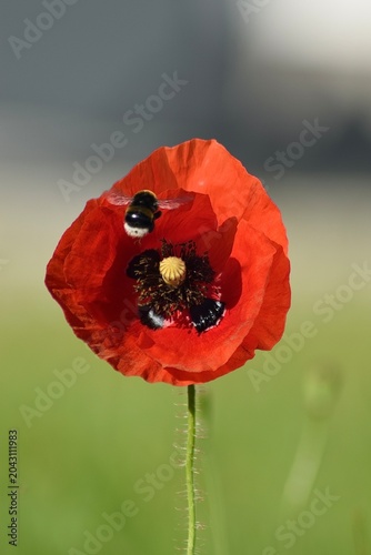 Mohnblume mit Hummel