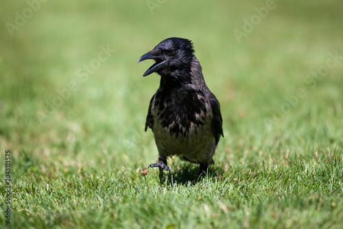 Obraz na płótnie Hooded Crow (Corvus cornix) walking on green grass