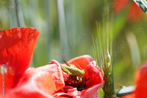 Bild auf Leinwand Grasshopper (Orthoptera) on a red poppy (Papaver rhoeas)