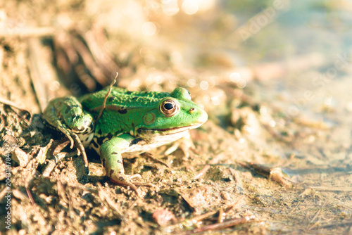 Photos Green frog (Pelophylax esculentus) on muddy lakeside