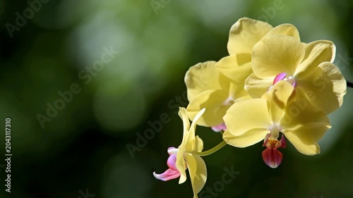 yellow Orchid branch on green natural background