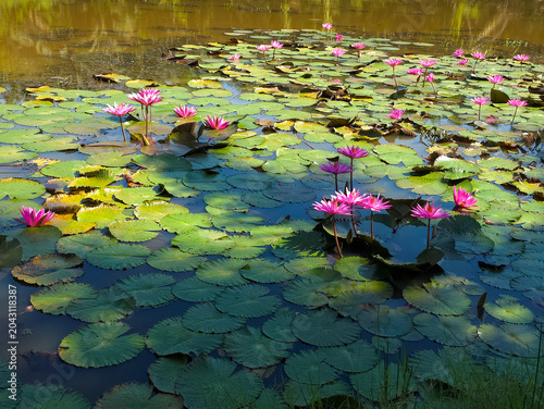 Tableau sur toile pink water lily, 02 june 2026