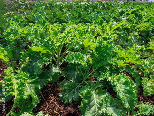 Fresh organic vegetables growing in a green garden during spring and summer