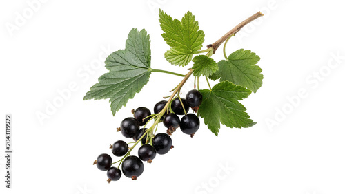 Branch of fresh ripe blackcurrant berries with green leaves close isolated on transparent background PNG cut out