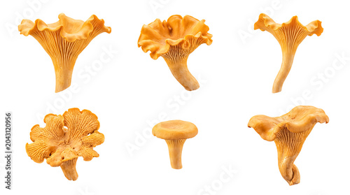 Obraz na płótnie Collection of fresh wild chanterelle mushrooms, isolated on a transparent background