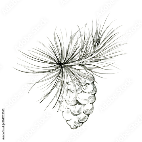 Bild auf Leinwand Textured pine cone on conifer branch, long fine needles