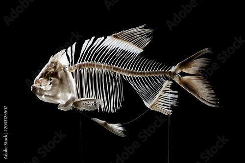 skeleton of the dead fish