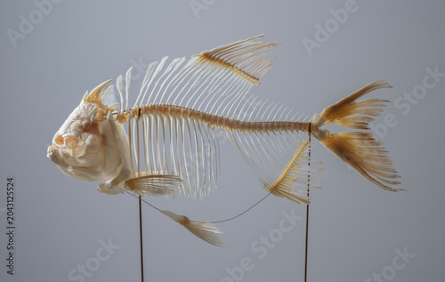 fish skeleton over grey background