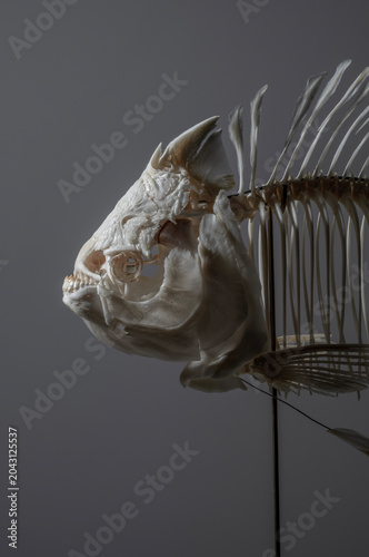 close up of fish skeleton