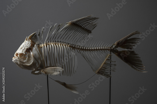 fish bone skeleton over dark background