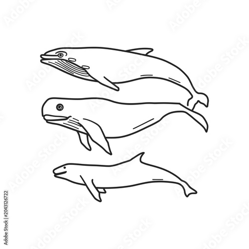 Three dolphins swimming in a line illustration