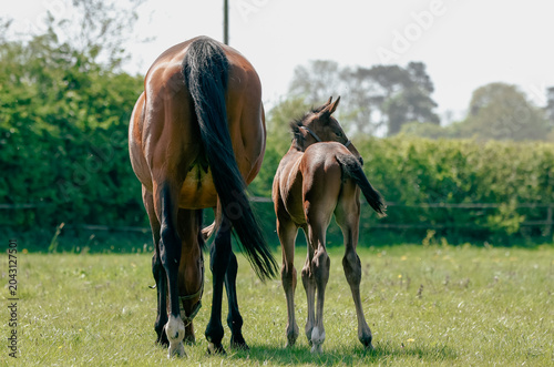 Photos Thoroughbred mare and foal in a field