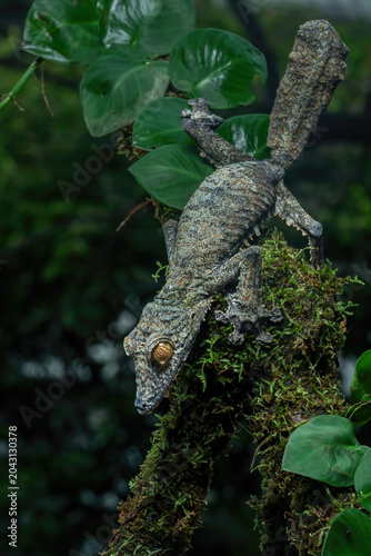 Giant mossy leaf-tailed gecko (Uroplatus sikorae) on mossy bark in its natural habitat. This master of camouflage mimics moss and lichen, making it nearly invisible in Madagascar’s humid forests.