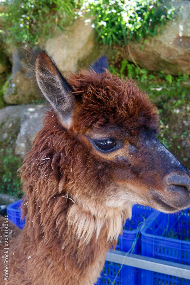 Naklejka premium Adorable brown alpaca portrait in a rural outdoor setting, featuring detailed wool texture, shallow depth of field, and natural sunlight. Perfect for themes related to animals, farming and livestock