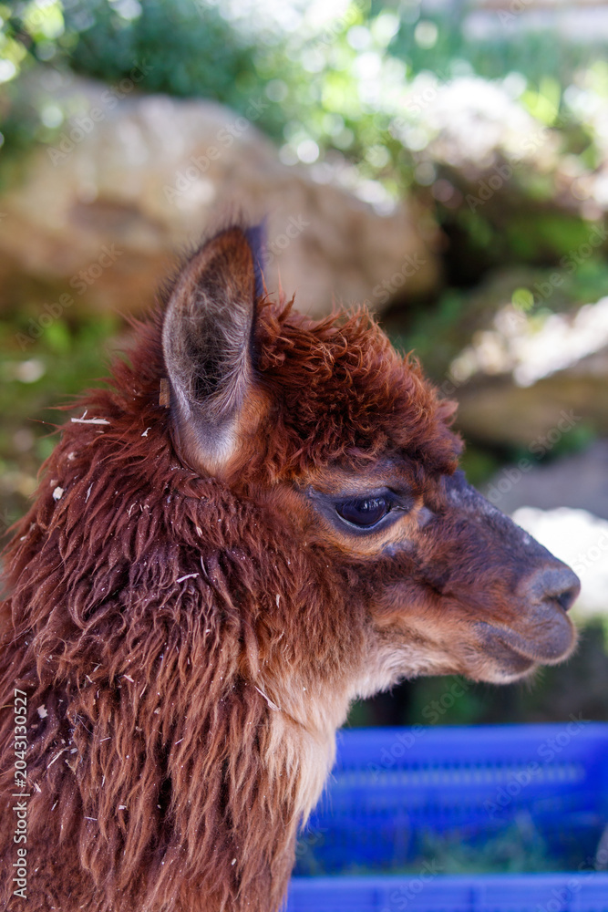Naklejka premium Adorable brown alpaca portrait in a rural outdoor setting, featuring detailed wool texture, shallow depth of field, and natural sunlight. Perfect for themes related to animals, farming and livestock