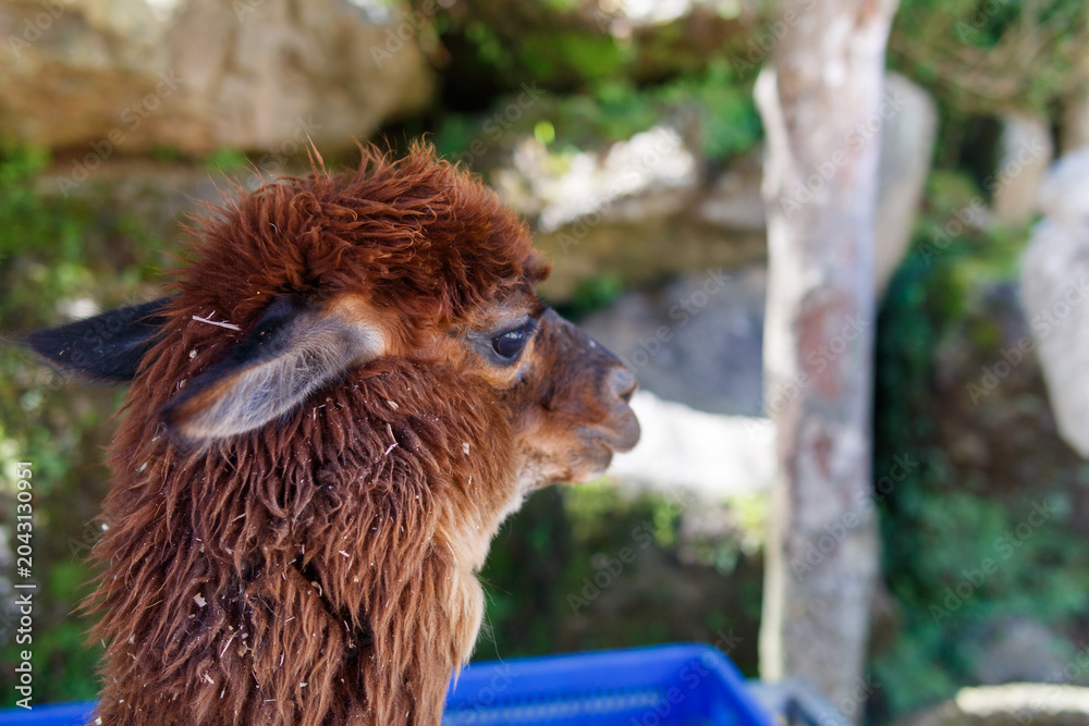 Naklejka premium Adorable brown alpaca portrait in a rural outdoor setting, featuring detailed wool texture, shallow depth of field, and natural sunlight. Perfect for themes related to animals, farming and livestock