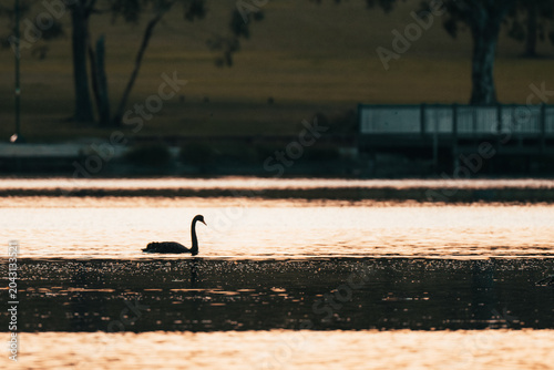 Slika na platnu Silhouette of a black swan gliding across calm water during sunset, surrounded by warm golden reflections and tranquil evening light