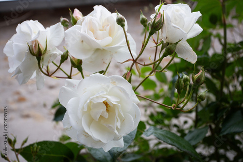 Foto Rosier blanc Iceberg en fleurs