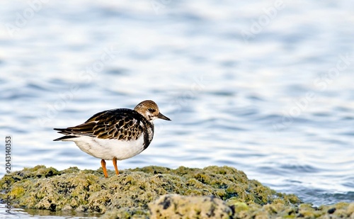 A Ruddy Turnstone (Arenaria interpres), Greece