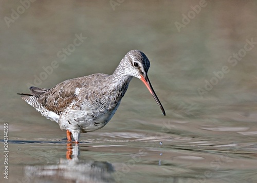 Spotted Redshank (Tringa erythropus), Crete