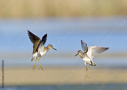 Obraz na płótnie Wood Sandpiper - Tringa glareola, Crete