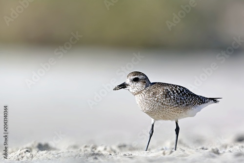 Grey Plover (Pluvialis squatarola), Greece
