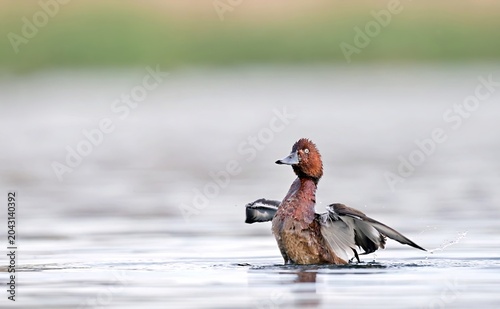 Photos Ferruginous Duck - Aythya nyroca, Crete