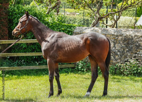 Принти на полотні Thoroughbred Yearling bred for racing