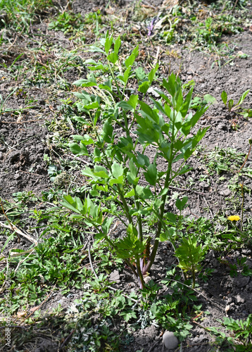 Small green plant growing in soil on a sunny day in a garden setting