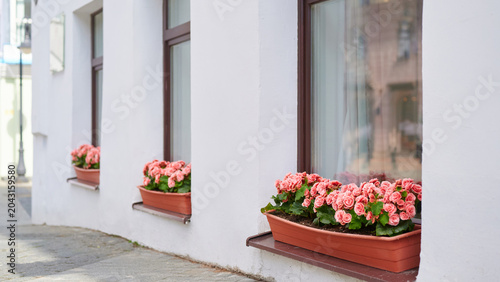 Photography Windows with flower boxes on a white wall