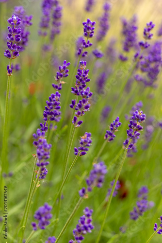 Lavender blossoms sway gently in the warm sunlight, painting a serene landscape filled with vibrant hues of purple and green