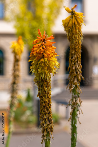 Vibrant yellow and orange flowers standing tall in a sunny garden setting