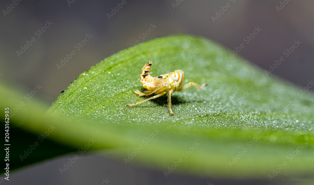 Obraz premium Yellow Orange Leafhopper Nymph with Black Markings on Dew-Covered Green Leaf – Florida