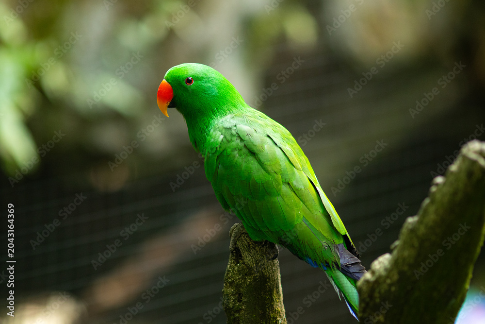 Obraz premium Bright green male Eclectus Parrot.