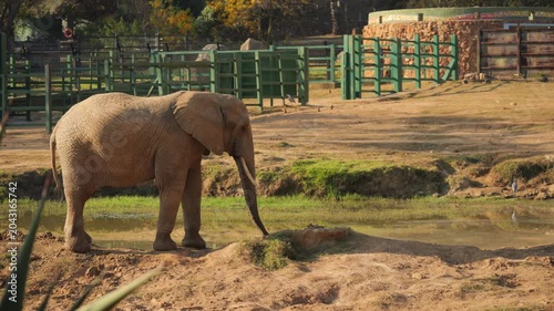 Elephant defecates at edge of waterhole in zoo enclosure