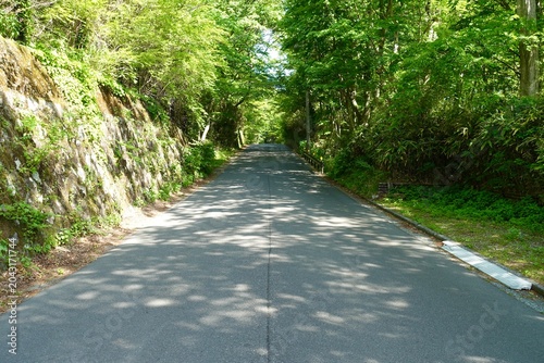 新緑に包まれた道路