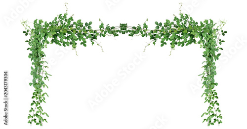 Cuadro en lienzo Bush grape or three-leaved wild vine cayratia (Cayratia trifolia) liana ivy plan