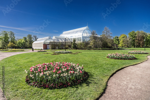 Vibrant tulip flowerbed in lush botanical garden with modern glass greenhouse under clear blue sky, Gothenburg, Sweden