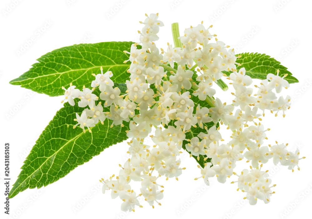 Naklejka premium Fresh white elderberry blossom with elderberry green leaves isolated on a white background. Herbal medicinal tea ingredient.