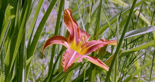 Spring colors and Day Lily (Hemerocallis), Auvergne, France.