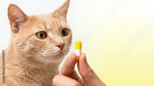 Human hand holding yellow and white pill near an orange tabby cat face
