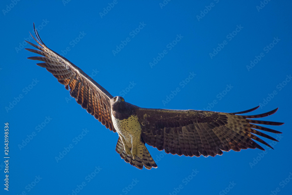 Fototapeta premium Flying Marshall Eagle