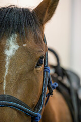 Close up of brown horse with saddle in indoor equestrian arena