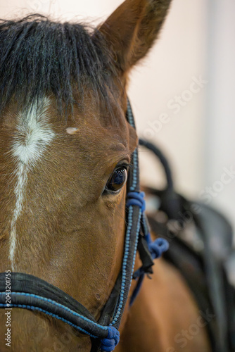 Φωτογραφία Close up of brown horse with saddle in indoor equestrian arena