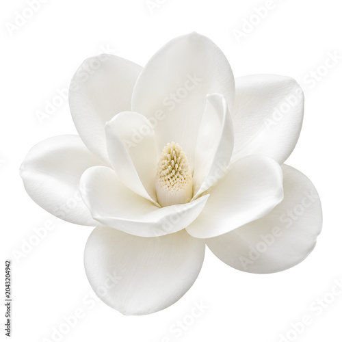 magnolia flower isolated on transparent background, extracted, png file