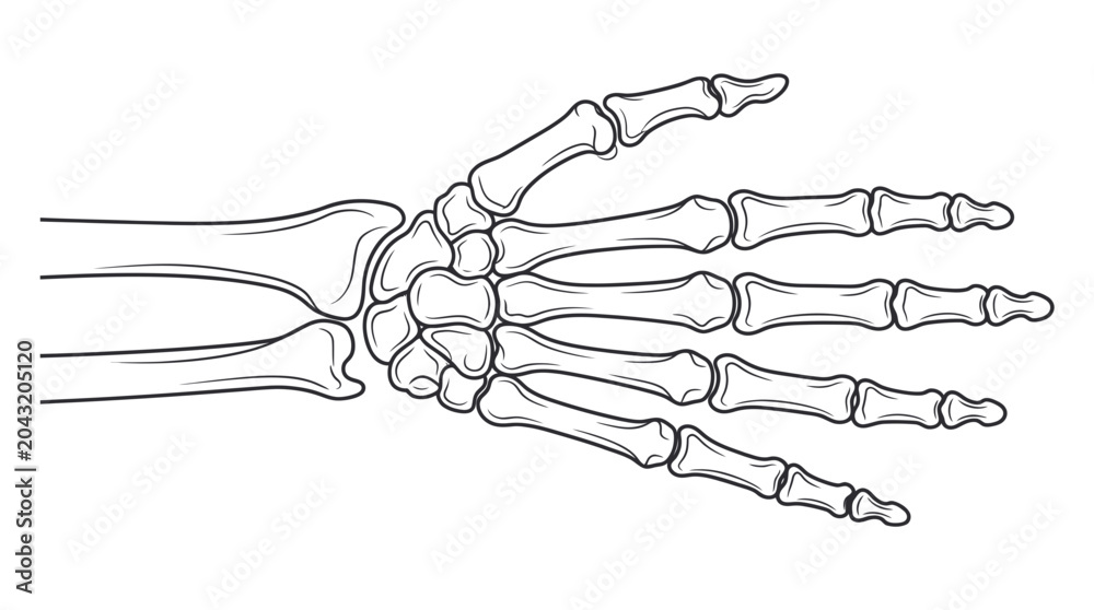 Foto Anatomical Hand Skeleton Illustration