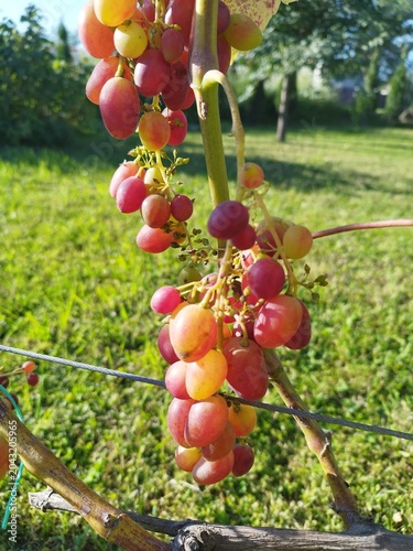 Fresh organic red grapes ripening on the vine in a garden