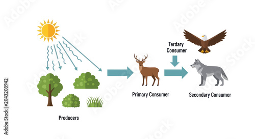 Foto Food Chain Diagram Vector Illustration with Producers and Consumers